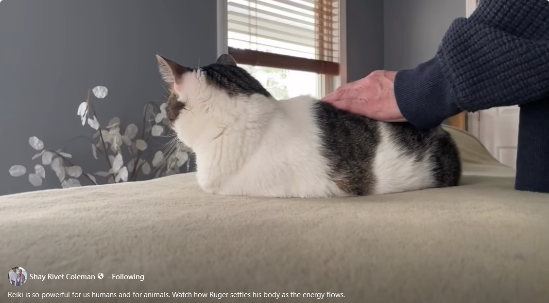 Reiki for cats and dogs